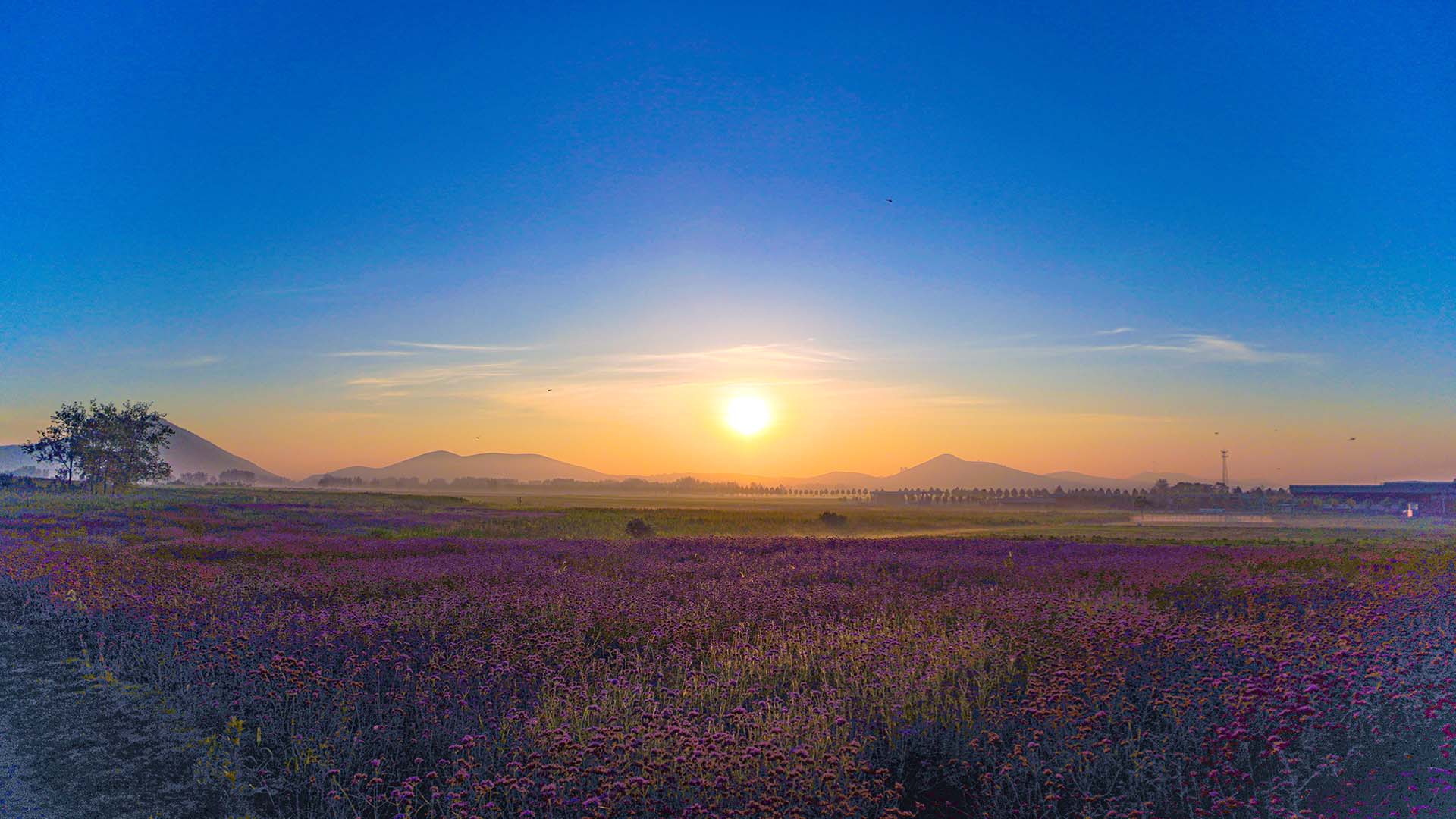 西山花海